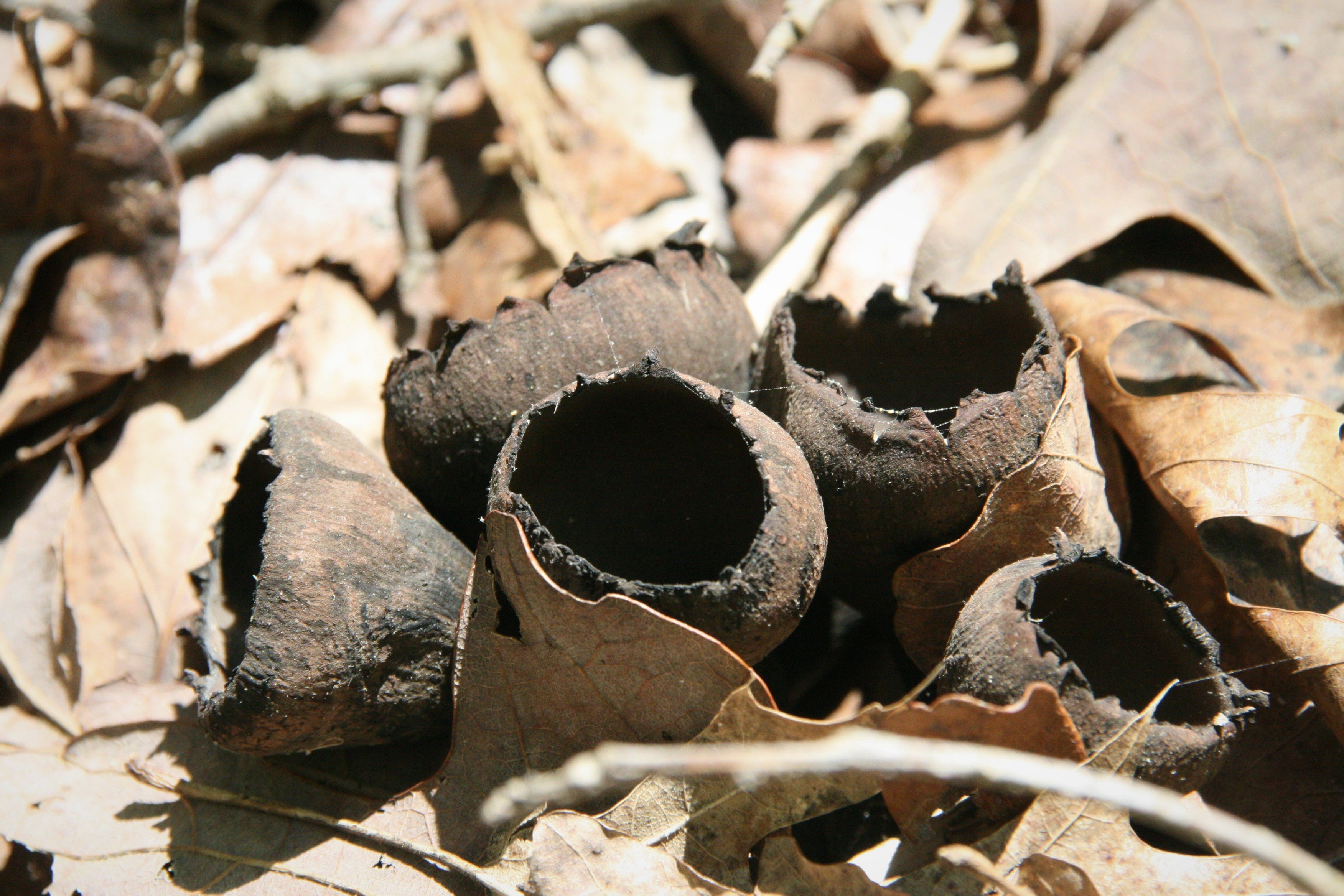 A cluster of five small, cup-like, dark brown mushrooms growing together on top of leaf litter 